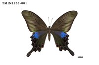 藏品(翠鳳蝶(蘭嶼亞種))的圖片